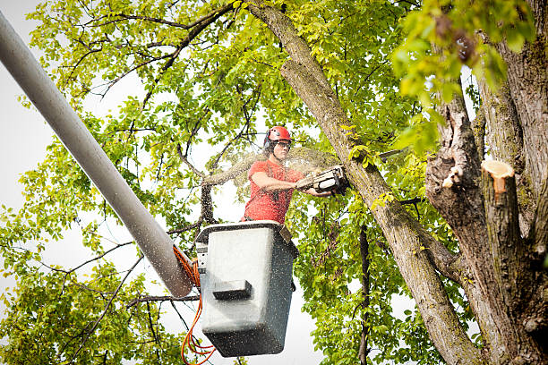 How Our Tree Care Process Works  in  Lisbon Falls, ME