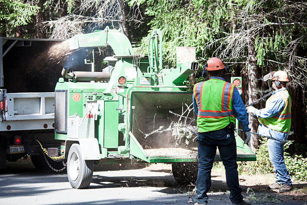 Trusted Lisbon Falls, ME Tree Services Experts